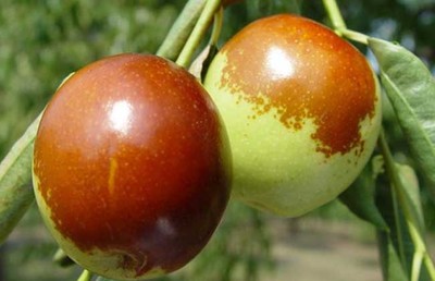 黃驊冬棗的營養(yǎng)價(jià)值與健康功效